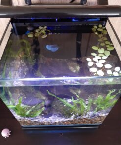 MarineLand Contour Glass Aquarium Kit with Rail Light 3-gallon 51 91RWGo5gusL