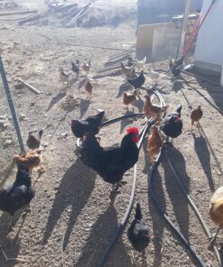 Little Giant® Reel-Top Poultry Ground Feeders | Galvanized Feeding Trough Tray | Durable and Lightweight Chicken Feeder | Made in USA | 36 Inches 16 Ounce 11 91RfzjSSkbL