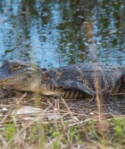 Nikon AF-S FX NIKKOR 80-400mm f.4.5-5.6G ED Vibration Reduction Zoom Lens with Auto Focus for Nikon DSLR Cameras Lens Only 43 91RjOEMmDYL