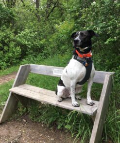 Petrainer Training Collar for Dogs - Waterproof Rechargeable Dog Training E-Collar with 3 Safe Correction Remote Training Modes, Static, Vibration, Beep for Dogs Small, Medium, Large 35 91S62jEh7EL