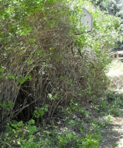 BLACK+DECKER 20V MAX Cordless Hedge Trimmer, 22 Inch Steel Blade, Reduced Vibration, Battery and Charger Included (LHT2220), Orange 45 91S6DOIGFDL