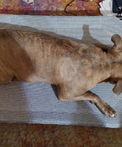 COOLAROO The Original Cooling Elevated Dog Bed, Indoor and Outdoor, Medium, Grey 42.0"L x 25.5"W x 8.0"Th 30 91S8dPnz8jL