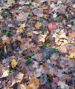 Whitetail Institute No-Plow Deer Food Plot Seed - Hardy, Fast-Growing Blend of Annuals for Areas Difficult to Access with Farming Equipment - Highly Nutritious and Attractive to Deer 9-Pound (.5 acre) 17 91SDgo0cCUL