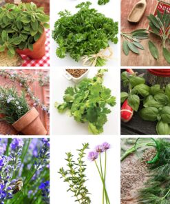 Culinary Herb Seeds Variety Pack - Outdoor & Indoor Herb Garden Kit - 10 Non-GMO Herb Garden Seeds for Planting & Book - Basil Seeds, Dill Seeds, Rosemary Seeds, Thyme Seeds, & More 22 91SFri2DMqL