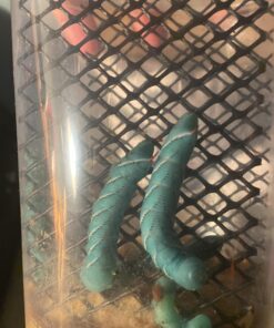 12ct Hornworms by DBDPet | Live Arrival is Guaranteed | Max Food (4" Growth) 5 91SJCuSRwKL