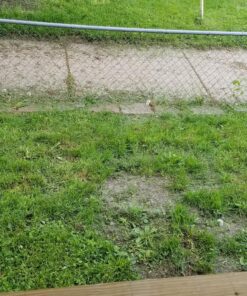 BLACK+DECKER 20V MAX Cordless String Trimmer, 2 in 1 Trimmer and Edger, 12 Inch, Battery Included (LST300) 20V String Trimmer Kit 32 91SKpEQmqeL