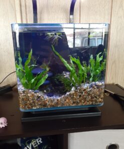 MarineLand Contour Glass Aquarium Kit with Rail Light 3-gallon 52 91SVH2iTZWL