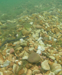 AKASO EK7000 4K30FPS Action Camera Ultra HD Underwater Camera 170 Degree Wide Angle 98FT Waterproof Camera Blue 27 91ShNUxtYL