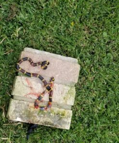 Ortho Snake B Gon Snake Repellent Granules, 2-Pound (Not Sold in AK) 2 Pound (Pack of 1) 15 91Sn3V6GJxL