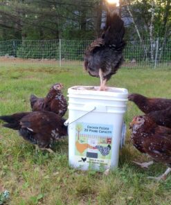 RentACoop 20 Pounds BPA-Free Chicken Feeder with Large Ports - Includes Lid, Anti-Roost Cone, Rain Hoods - Suitable for Chickens - Center Placement 29 91SnofFpwnL