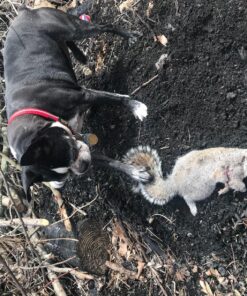 Umarex unisex adult Ruger Blackhawk .177 Caliber Pellet Gun with 4x32mm Scope Air Rifle, Black, Large US 47 91T0whiMSlL