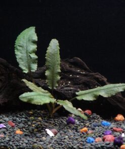 6 Plant Species Live Aquatic Plants Package - Microsorum Java Fern, Amazon, Moneywort and More! 33 91T1UE3PCkL