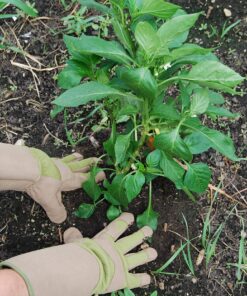 MAGID Professional Rose Pruning Thornproof Gardening Gloves with Extra Long Forearm Protection for Men (BE194T-XL) - Puncture Resistant, XL (1 Pair) Men's XL Tan & Green 12 91TDwJYwdOL