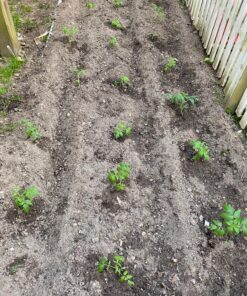 Burpee SteakHouse Hybrid Non-GMO Large Beefsteak Garden Produces Giant 3 LB Fresh Tomatoes | Vegetable Planting, 25 Seeds 55 91TSSH0XHVL