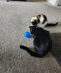 PetSafe SlimCat Meal-Dispensing Cat Toy, Great for Food or Treats, Blue, for All Breed Sizes 25 91ThHnjo1EL