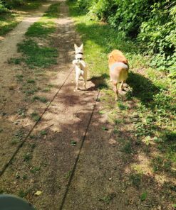 WIGZI (2 Two Dog Reflective Retractable Pet Leash – 360 Degree Zero Tangle Patent - Two Dogs Each up to 50 lbs and 10ft. Reflective Orange and Green Leads. Dual Locking, Small, Gray 27 91Tib3e5HL