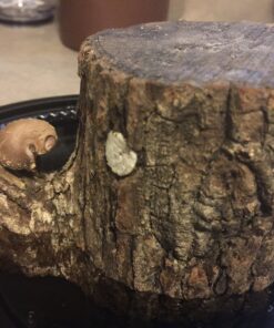 6" to 9" Shiitake Mushroom Log (2 logs per order) 8 91TiqieqCGL