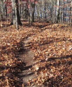 BLACK+DECKER 20V MAX* Cordless Sweeper with Power Boost (LSW321) 28 91Tv0d4jnWL