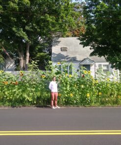 BIG PACK - (1,000+) SUNFLOWER Sunny Sun Flower CRAZY MIX flower Seeds - Non-GMO 32 91U xVo9zvL