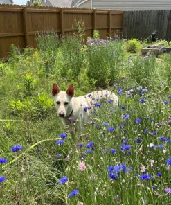 Eden Brothers Southeast Wildflower Mixed Seeds for Planting, 1 lb, 480,000+ Seeds with Cornflower, Blanket Flower | Attracts Pollinators, Plant in Spring or Fall, Zones 3, 4, 5, 6, 7, 8, 9, 10 1 Pound 37 91UBDJtXQL
