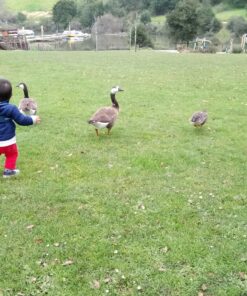 Toddler Leash & Harness for Child Safety - Keep Kids & Babies Close - Padded Shoulder Straps for Children's Comfort - Fits Toddlers w/ Chest Size 14-25.5 Inches - Kid Keeper by Mommy's Helper (Blue) 43 91UMCmkjGL