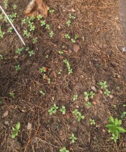 Outsidepride Zinnia Elegans Lilliput Heat & Drought Tolerant Garden Cut Flower Mix - 1000 Seeds Lilliput Mix 69 91UTS7KvTuL