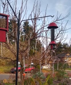 Roamwild PestOff Red Squirrel Proof Cardinal Bird Feeder Mixed Seed Sunflower Heart Version - RED - 3LBS Seed Capacity – 20.5”x7.5”x7.5” (w/Hanger) 30 91UUA2vlLHL