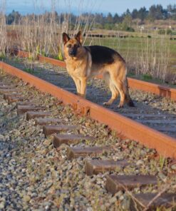 K&F Concept 82mm Variable Fader ND2-ND32 ND Filter and CPL Circular Polarizing Filter 2 in 1 for Camera Lens No X Spot Waterproof Scratch Resistant (Nano-X Series) 34 91UhUYj6MbL 1