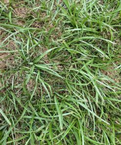 Gowan 51516 Sedgehammer, Clear 5 91V LOeFDYL