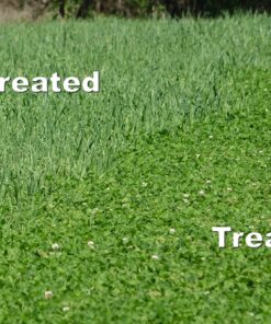 Alternative view of Whitetail Institute Arrest Max Selective Grass Control Herbicide Specifically Developed for Deer Food Plots, 1 Pint