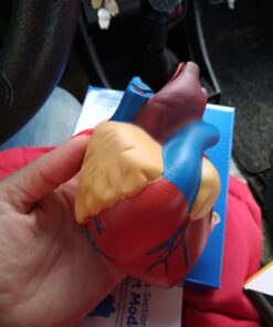 Learning Resources Cross-Section Human Heart Model, Large Foam Classroom Demonstration Model, 2Piece, Grades 2+, Ages 7+ Multi-color, 5 x 5 x 5 inches 32 91VKXX6cBJL