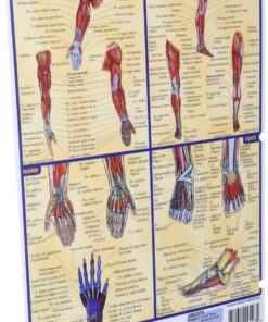 Muscular System (Quick Study Academic) 10 91VPwrrj59L