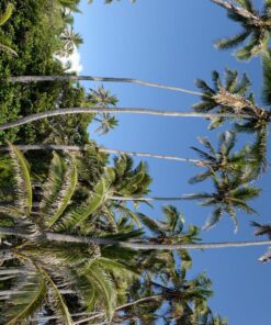 Nikon AF-S FX NIKKOR 16-35mm f/4G ED Vibration Reduction Zoom Lens with Auto Focus for Nikon DSLR Cameras Lens Only 46 91VRzomw5KL