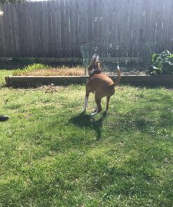 Bubbletastic Dog Bubbles 8oz. Refill Bottle of Bacon Bubble Solution 29 91VUcgwnAEL