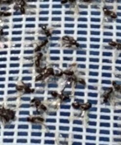 Cutter Backyard Bug Control Spray Concentrate, Mosquito Repellent, Kills Mosquitoes, Fleas & Listed Ants, 32 fl Ounce 1 Pack 39 91VVPyvJGaL