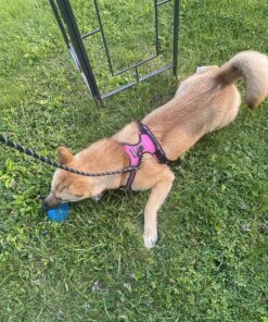 rabbitgoo Dog Harness, No-Pull Pet Harness with 2 Leash Clips, Adjustable Soft Padded Dog Vest, Reflective No-Choke Pet Oxford Vest with Easy Control Handle for Large Dogs, Black, XL X-Large 56 91VVt OXPL