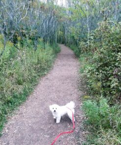 Nature's Answer Astragalus Root 1oz Extract | Promotes Overall Wellbeing | Super Concentrated 2000mg | Alcohol-Free, Gluten-Free, Kosher Certified & No Preservatives | Single Count 1 Fl Oz (Pack of 1) 17 91VZePUGHAL