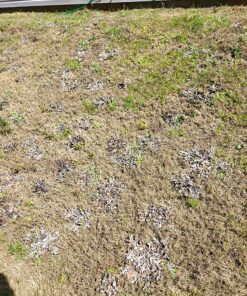 Roundup Ready-To-Use Weed & Grass Killer III -- with Sure Shot Wand, Use in & Around Vegetable Gardens, Tree Rings, Flower Beds, Patios & More, Kills to the Root, 1.33 gal. 37 91VguO9I2sL 1