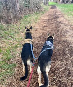 Mighty Paw Dual Dog Leash - Suitable for Two Dogs - Leash for 2 Dogs No Tangle - Leash Splitter - Large and Small Dog Compatible - Dual Leash Attachment - Double Clip Dog Leash Coupler - Dog Splitter Double Leash Standard | Dogs 30+ lbs 34 91VjFM9 gL