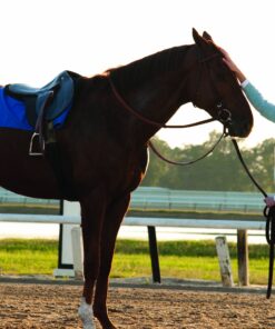 Secretariat DVD January 20, 2011 16 91Vq7UoEIUL