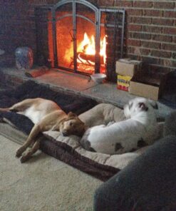 NUTRO NATURAL CHOICE Healthy Weight Adult Dry Dog Food, Lamb & Brown Rice Recipe Dog Kibble, 30 lb. Bag 60 91W1LrsYBL