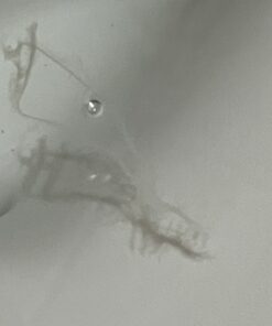 Go Nutrients Intestinal Edge Gut Detox Cleanse for Humans: Enhance Digestive Health, Boost Energy, Clear Skin with Black Walnut, Wormwood, Clove & Gentian Root for Adults & Kids 2oz Liquid Drops 34 91W2VDaHsZL