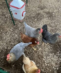 RentACoop 20 Pounds BPA-Free Chicken Feeder with Large Ports - Includes Lid, Anti-Roost Cone, Rain Hoods - Suitable for Chickens - Center Placement 31 91WAcI12wpL