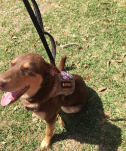 Leashboss 3X - Two Handle Dog Leash with Extra Traffic Handle - Heavy Duty Double Padded Handle Lead for Walking and Training Large Dogs - Large Dog Leash for Control and Training 32 91WFQZKhhdL