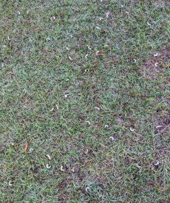 BioAdvanced 24-Hour Grub Plus for Lawns Ant, Tick, and Insect Killer, 10-Pounds, Ready-to-Spread Granules, Standard Bag 41 91WFck0ESL