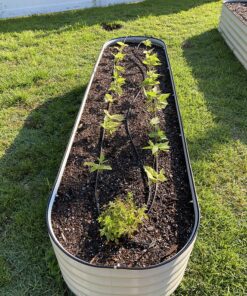 Neptune's Harvest Organic Hydrolized Fish & Seaweed Fertilizer 36 0z 36 Ounce 22 91WLqTkWjOL