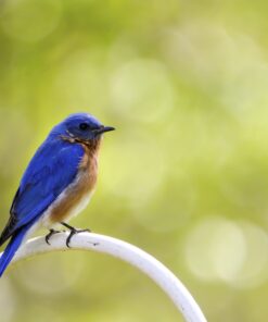 Tamron SP 150-600mm F/5-6.3 Di VC USD G2 for Nikon Digital SLR Cameras 72 91WbunCjXpL