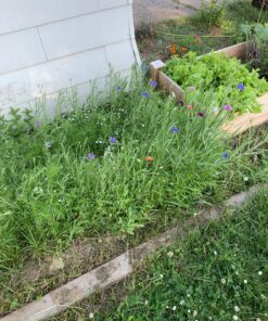 Eden Brothers Northeast Wildflower Mixed Seeds for Planting, 1/4 lb, 120,000+ Seeds with Cosmos, Candytuft, Shasta Daisy | Attracts Pollinators, Plant in Spring or Fall, Zones 3, 4, 5, 6, 7, 8, 9, 10 1/4 Pound 48 91WeQNCQxeL