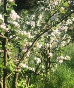 Alternative view of The Holistic Orchard: Tree Fruits and Berries the Biological Way