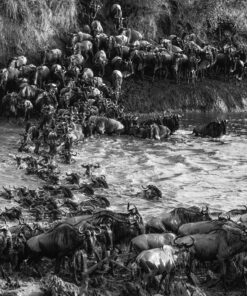 Sigma 150-600mm 5-6.3 Sports DG OS HSM Lens for Canon Canon SLR Mount US Version 131 91X50QQFQiL